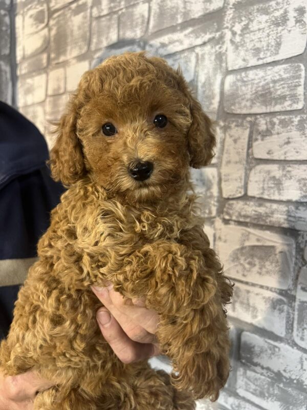 Trisha Miniature Poodle