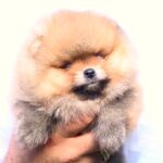 Trunny-male-Pomeranian-puppy-for-sale-1