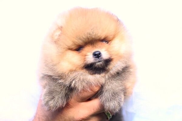 Trunny Pomeranian Trunny Pomeranian