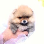 Trunny-male-Pomeranian-puppy-for-sale-2