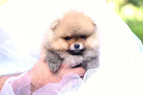 Trunny Pomeranian Trunny Pomeranian