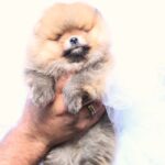 Trunny-male-Pomeranian-puppy-for-sale-3