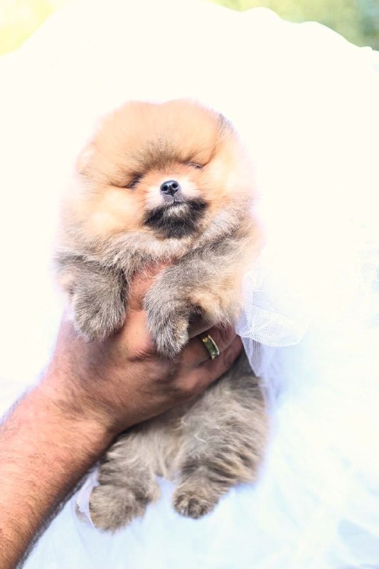 Trunny Pomeranian Trunny Pomeranian