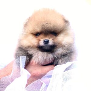 Trunny Pomeranian