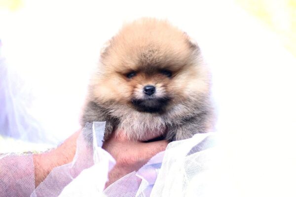 Trunny Pomeranian Trunny Pomeranian