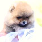 Trunny-male-Pomeranian-puppy-for-sale-5