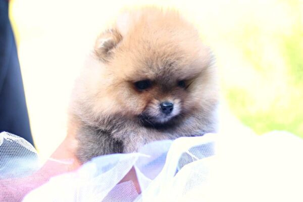 Trunny Pomeranian Trunny Pomeranian