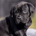 Uganda-female-cane-corco-puppy-for-sale-1