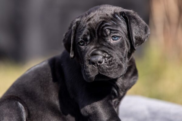 Uganda Cane Corso Uganda Cane Corso