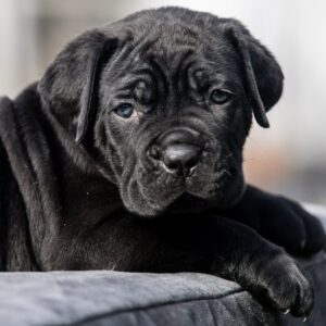 Undina Cane Corso
