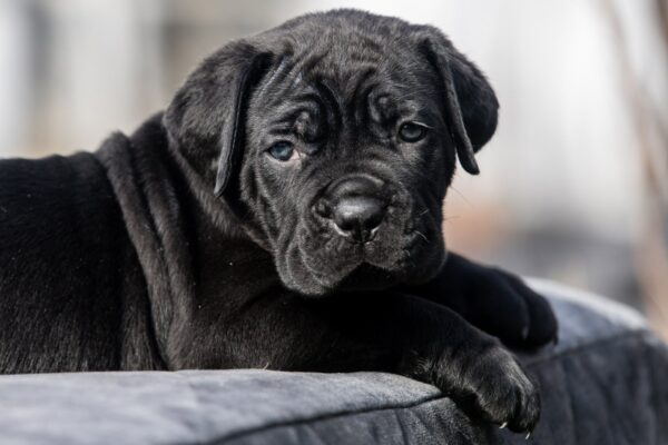 Undina Cane Corso