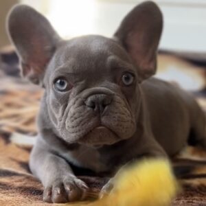 Vanilla French Bulldog