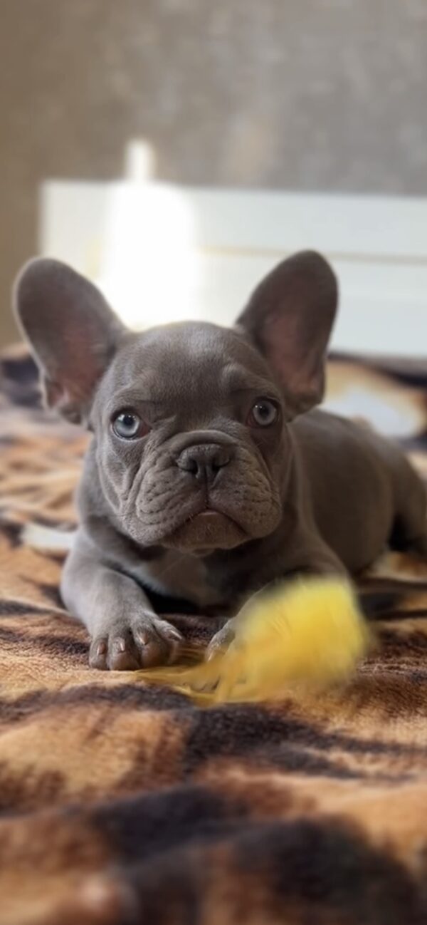 Vanilla French Bulldog Vanilla French Bulldog