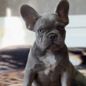 Vanilla French Bulldog
