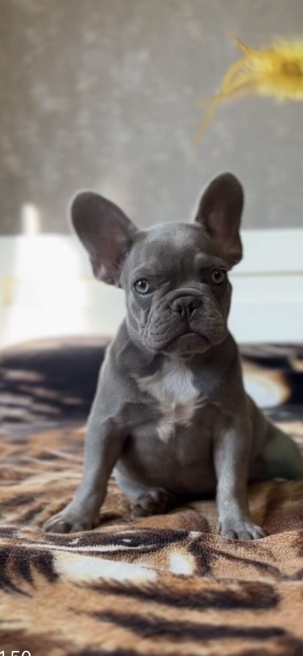 Vanilla French Bulldog Vanilla French Bulldog