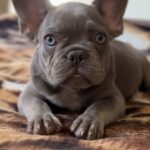 Vanilla-female-french-bulldog-puppy-for-sale-1 (3)