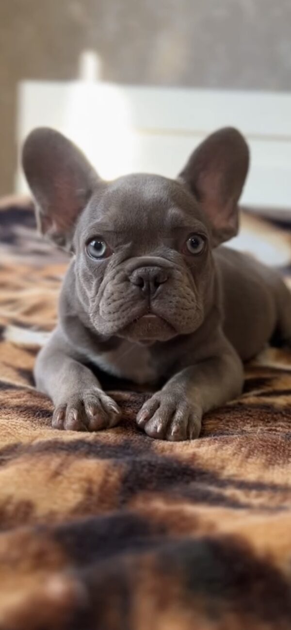 Vanilla French Bulldog Vanilla French Bulldog