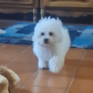 Foxy Bichon Frise