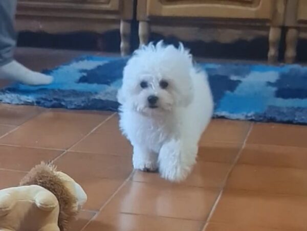 Foxy Bichon Frise
