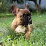 Winston-male-french-bulldog-puppy-for-sale-1 (1)