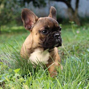 Winston French Bulldog