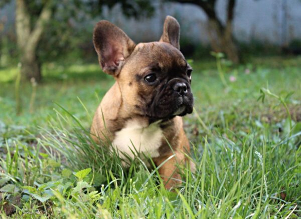 Winston French Bulldog Winston French Bulldog