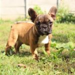 Chantelle French Bulldog