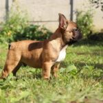 Winston-male-french-bulldog-puppy-for-sale-1 (3)