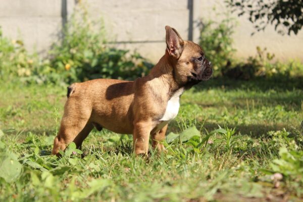 Winston French Bulldog Winston French Bulldog