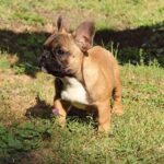 Winston-male-french-bulldog-puppy-for-sale-1 (4)