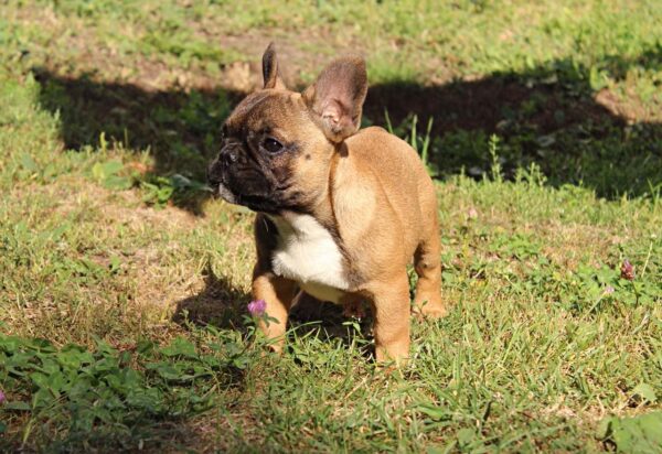 Winston French Bulldog Winston French Bulldog