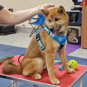 Yasujy Shiba Inu Yasujy Shiba Inu
