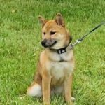 Asana Shiba Inu