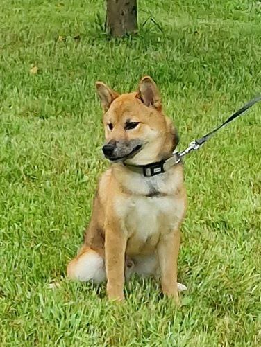 Yasujy Shiba Inu