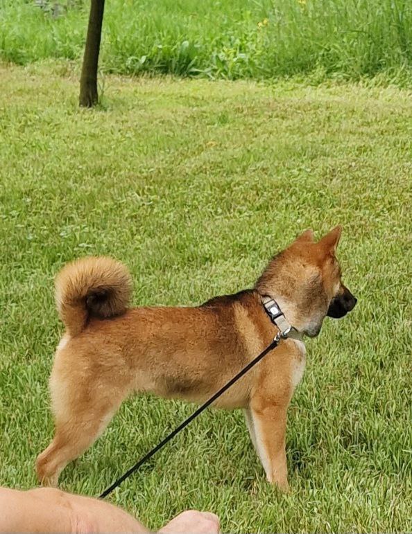 Yasujy Shiba Inu