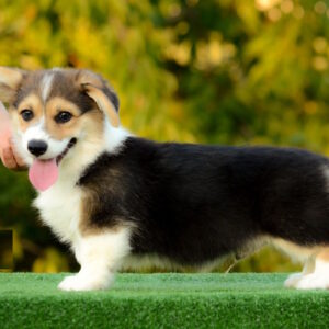 Yugo Welsh Corgi Yugo Welsh Corgi