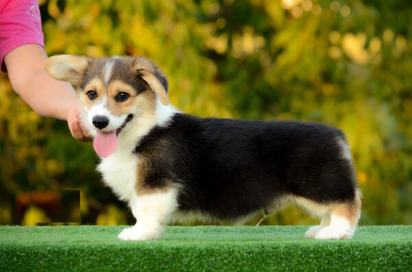 Yugo Welsh Corgi Yugo Welsh Corgi