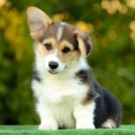 Yugo-male-welsh-corgi-pembroke-puppy-for-sale-1 (2)
