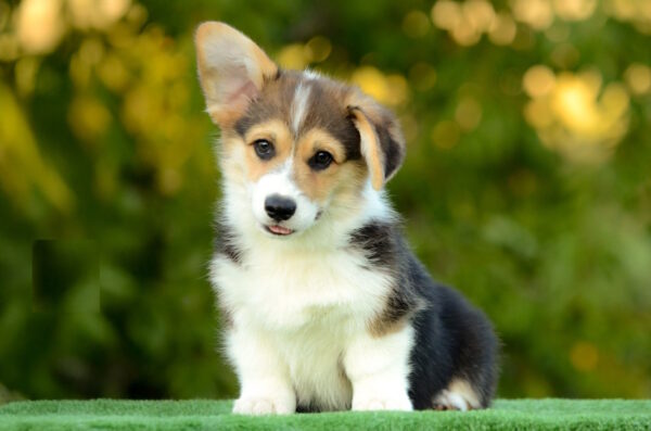 Yugo Welsh Corgi Yugo Welsh Corgi