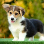 Yugo-male-welsh-corgi-pembroke-puppy-for-sale-1 (3)