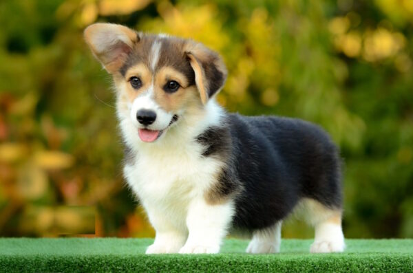 Yugo Welsh Corgi Yugo Welsh Corgi
