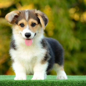 Yugo Welsh Corgi Yugo Welsh Corgi