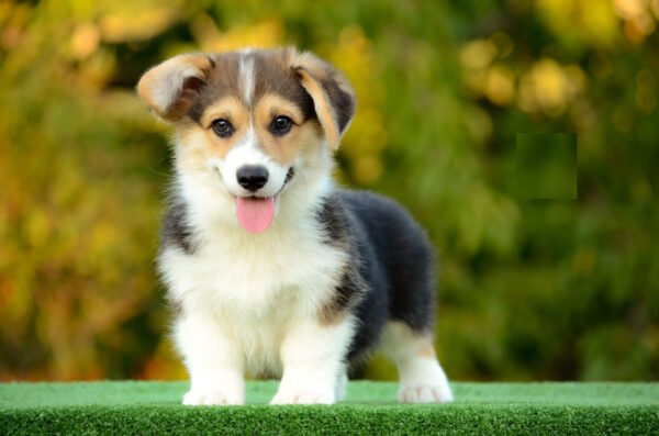 Yugo Welsh Corgi Yugo Welsh Corgi