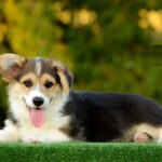 Yugo-male-welsh-corgi-pembroke-puppy-for-sale-1 (5)