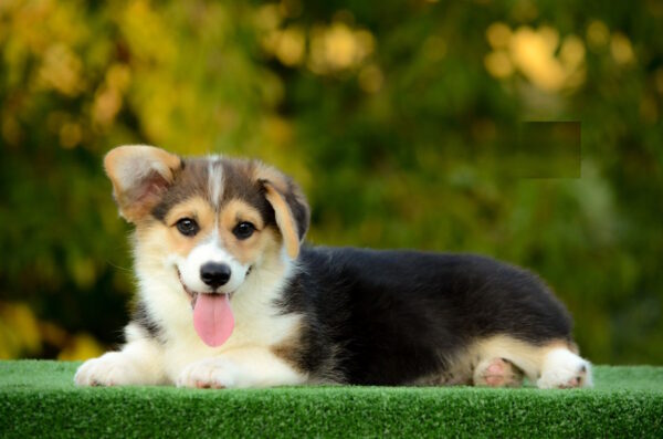 Yugo Welsh Corgi Yugo Welsh Corgi