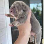 Zara-female-French-bulldog-puppy-for-sale-1