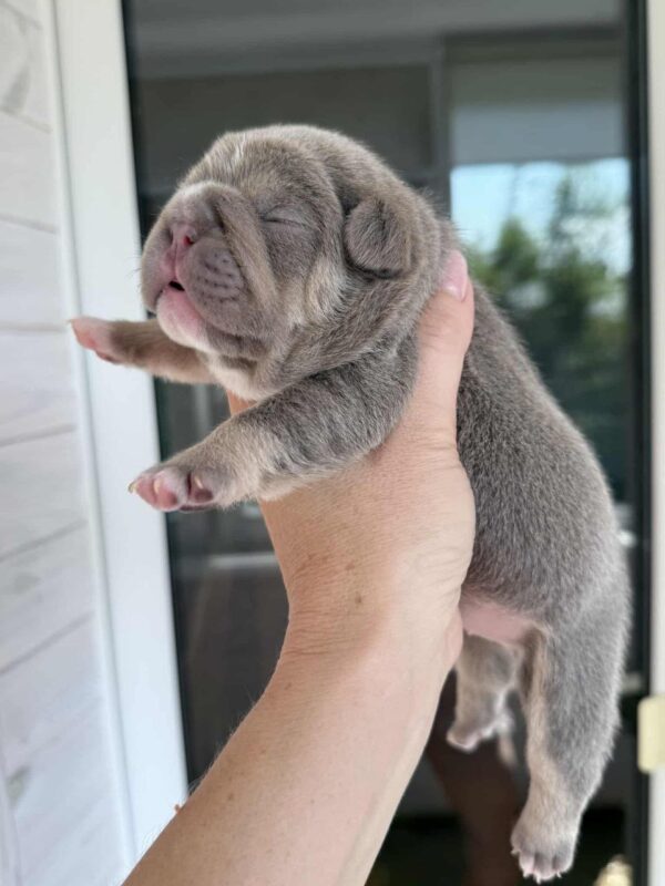 Zara French Bulldog Zara French Bulldog