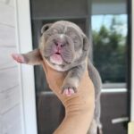 Zara-female-French-bulldog-puppy-for-sale-2