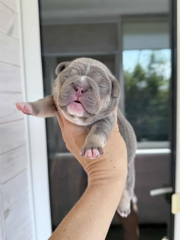 Zara French Bulldog Zara French Bulldog