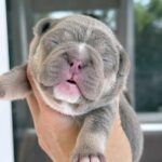 Zara-female-French-bulldog-puppy-for-sale-3